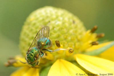 Green Metallic Bee sp.