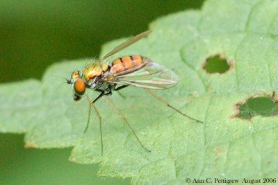 Long-legged Fly