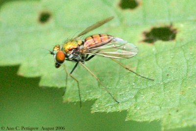 Long-legged Fly