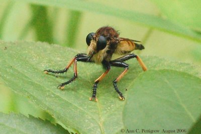 Red-footed Cannibalfly