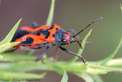 Small Milkweed Bug