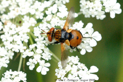 Tachinid Fly - Gymnosoma sp.