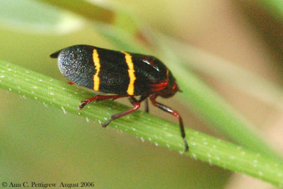 Two-lined Spittlebug