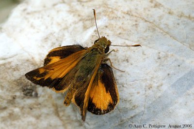 Zabulon Skipper - Male