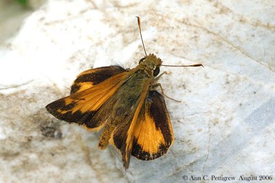 Zabulon Skipper - Male