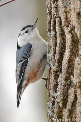 White-breasted Nuthatch