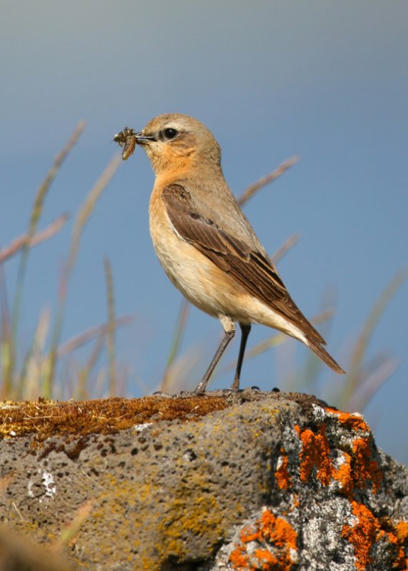 Oenanthe oenanthe -  Wheatear.