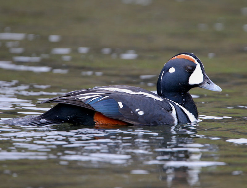 BIRDS  OF  ICELAND
