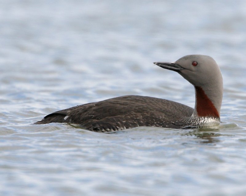 Gavia stellata - Red throated Diver