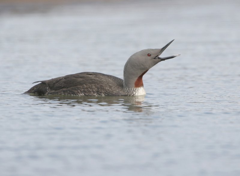 Gavia stellata - Redthroated Diver.