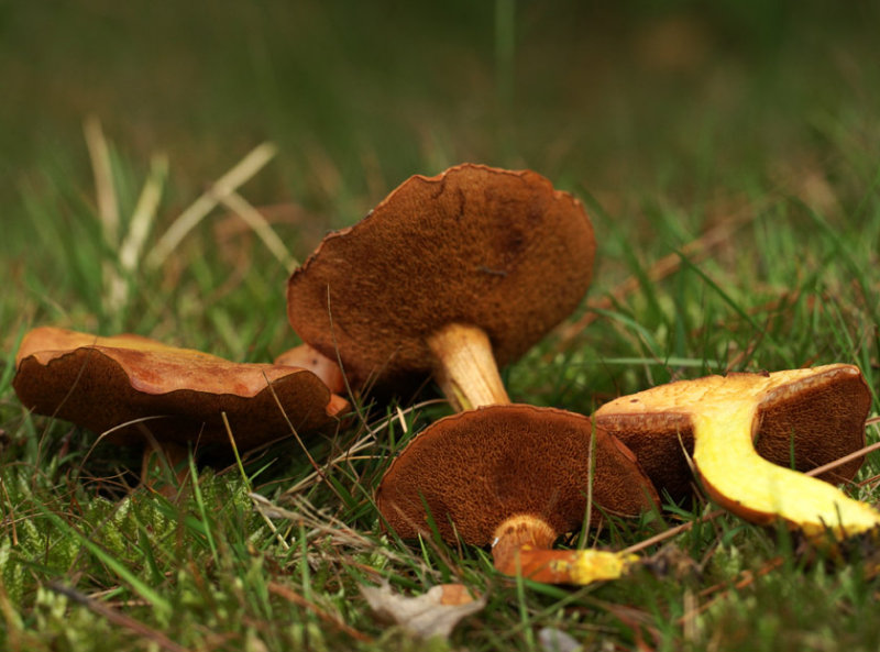 Peppery Bolete - Chalciporus piperatus