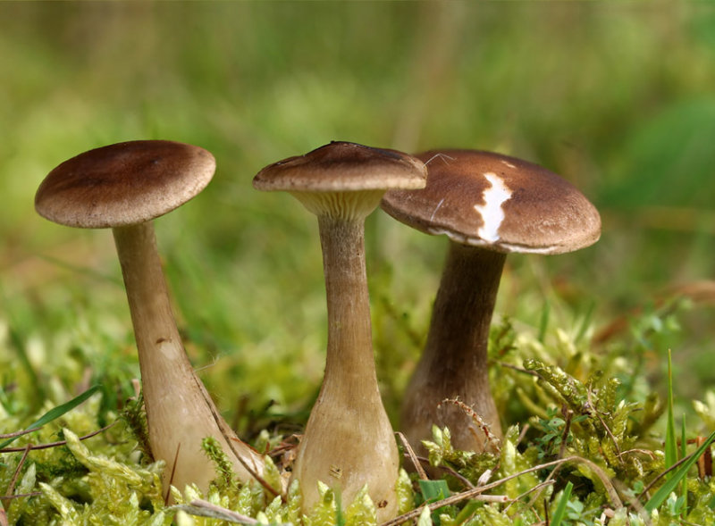 Clitocybe clavipes.