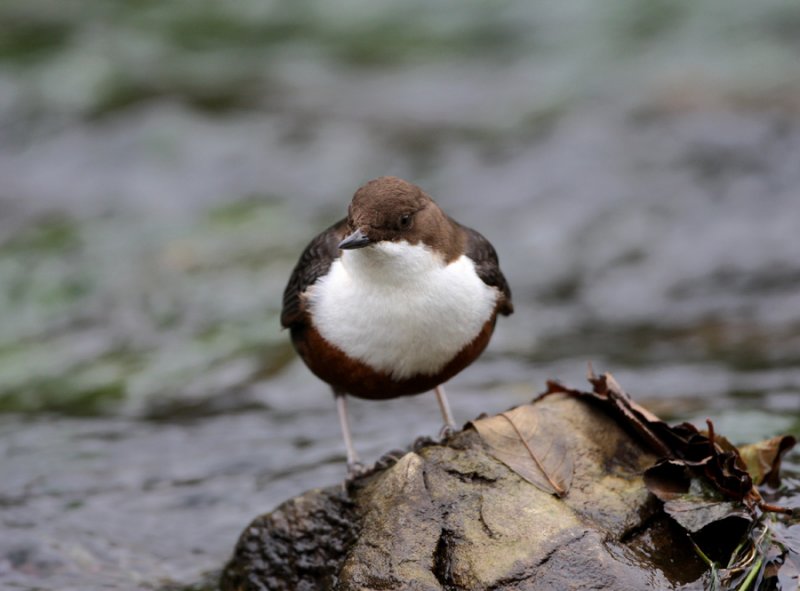  DIPPER - Cinclus cinclus