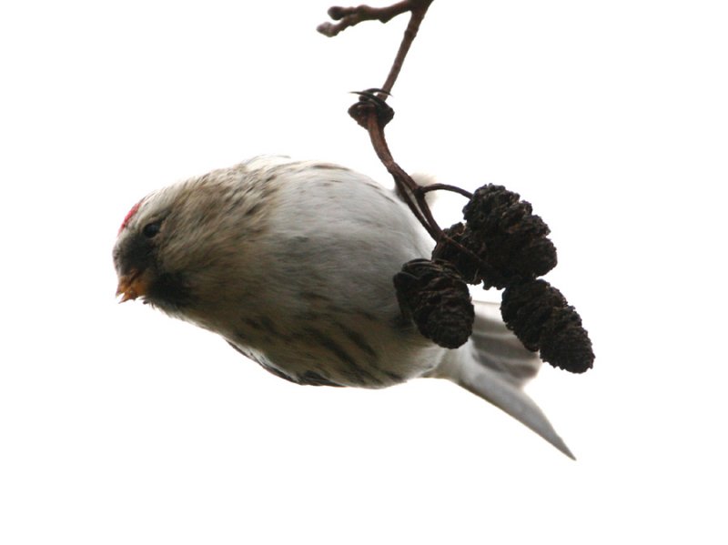 Coues-Artic-Redpoll