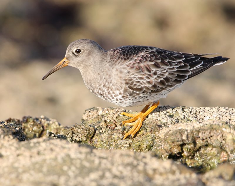 PURPLE SANDPIPER (Calidris maritima )
