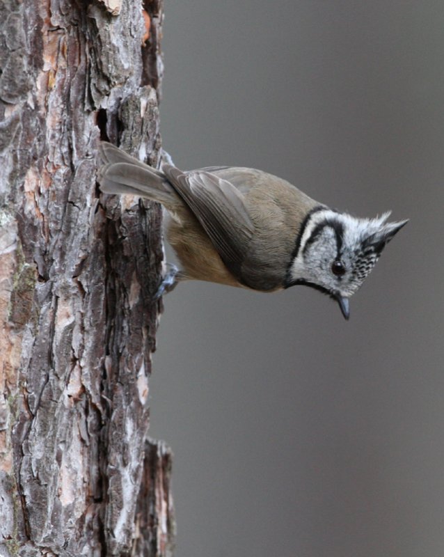 CRESTED TIT