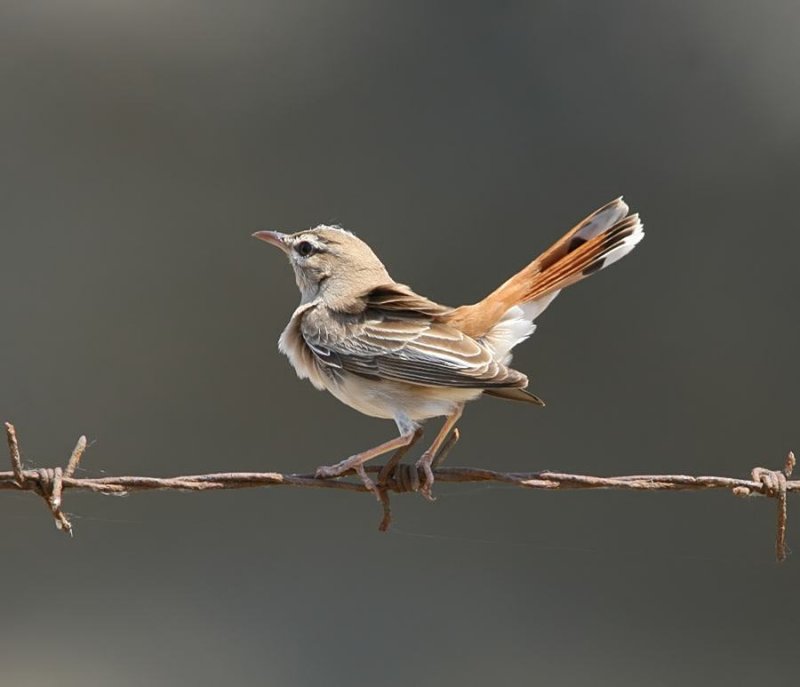  RUFOUS BUSH ROBIN - Cercotrichas galactotes 
