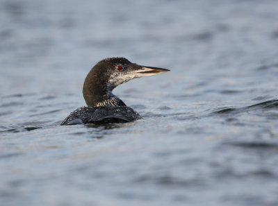 Great Northern Diver.
