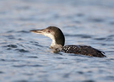 Great Northern Diver