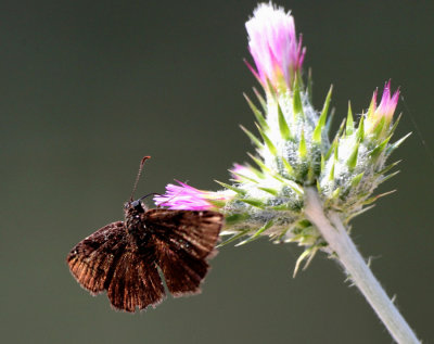 Inky Skipper.