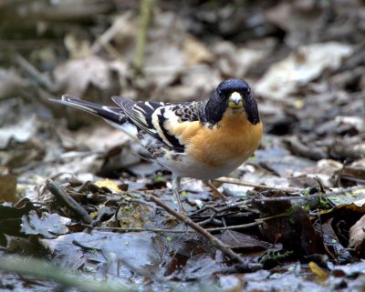 Brambling