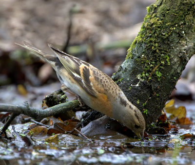 Brambling