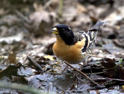 Brambling