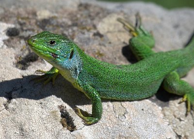 Lacerta trilineata ( Balkan Green Lizard.)