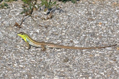 Snake-eyed Lizard, Ormgondla (Ophisops elegans).