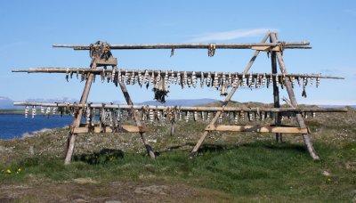 Drying Fish on Flatey