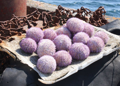 Urchins.