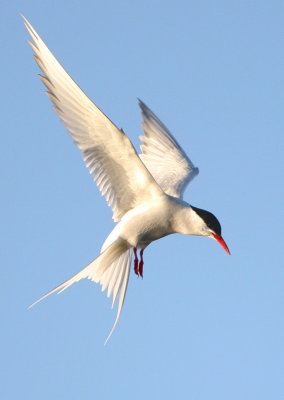 Sterna paradisaea - Artic Tern