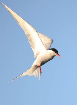 Sterna paradisaea - Artic Tern