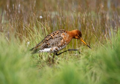 Limosa limosa - Blacktailed Godwit.