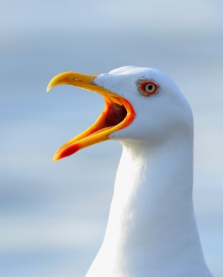 Larus fucus - Lesser-blackbacked Gull.