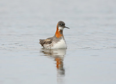 Phalaropus lobatus - Rednecked Phalarope.