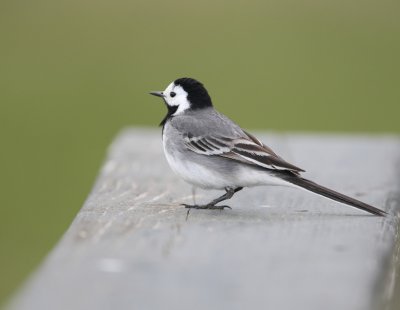  Motacilla alba alba - White Wagtail