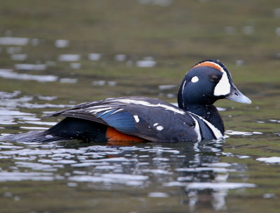  Histrionicus histrionicus - Harlequin Duck