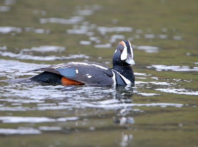 Histrionicus histrioncus - Harlequin Duck