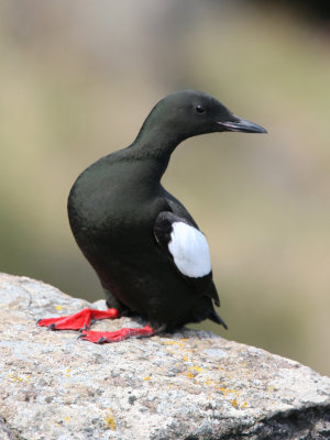 Cepphus grylle - Black Guillemot.