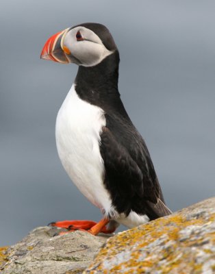 Fratercula arctica - Puffin