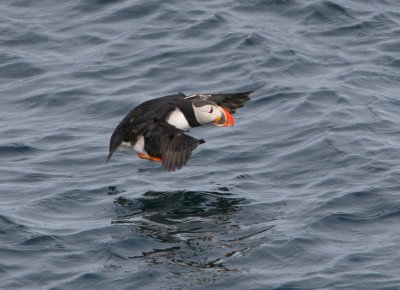 Fratercula arctica - Puffin.