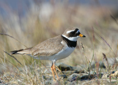 Charadrius hiaticula - Ringed Plover.