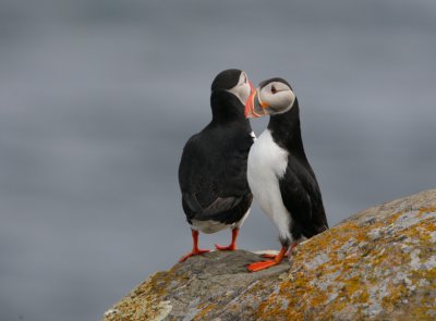 Fratercula arctica - Puffin