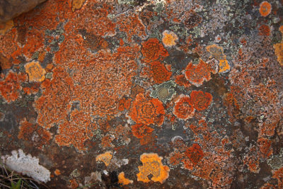Colourful Lichens.