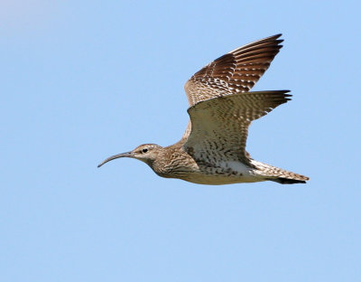 Numenius phaeopus - Whimbrel.