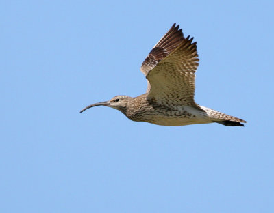 Numenius phaeopus - Whimbrel.