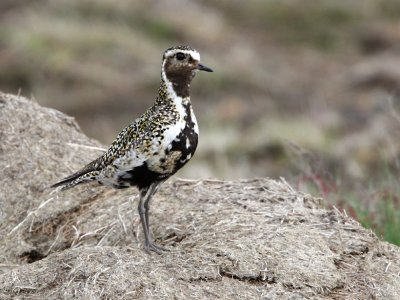 Pluvialis apricaria - Golden Plover