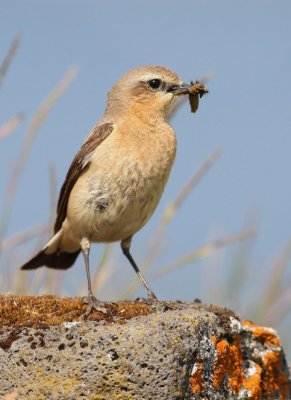 Oenanthe oenanthe - Wheatear.