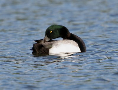 Aythya marila - Scaup